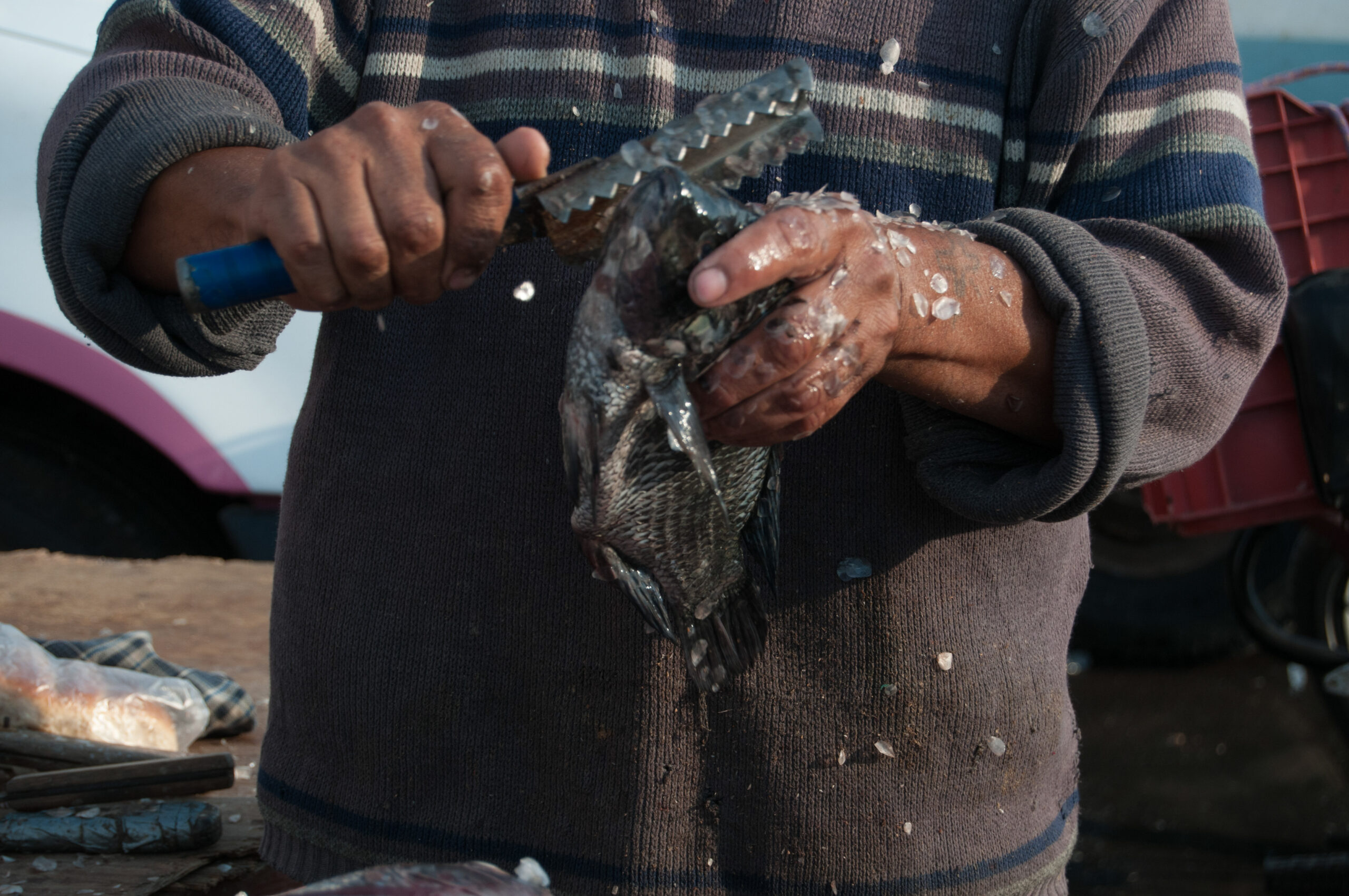 Listos Centrales De Abasto Y Mercados Para Atender Demanda De Pescados