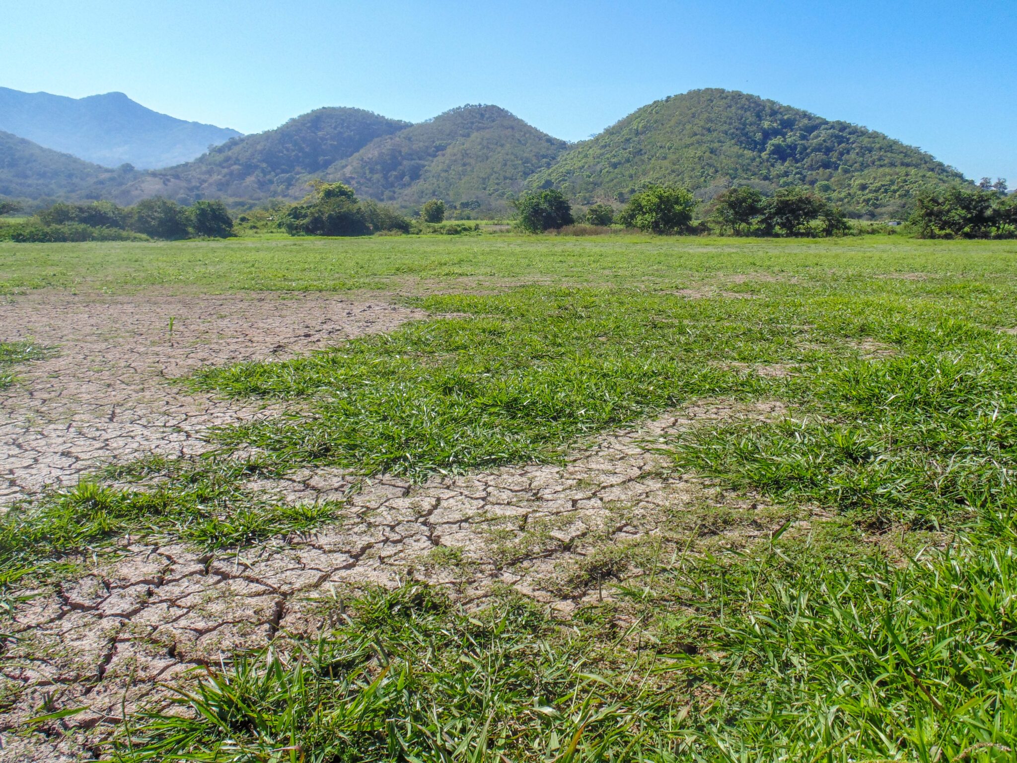 Promueve Agricultura Siembra De Leguminosas Forrajeras Para Mejorar