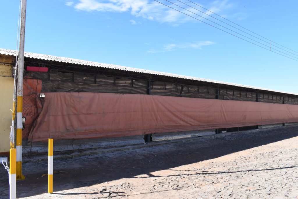 Reporta Agricultura Primer Caso De Influenza Aviar AH5 De Alta