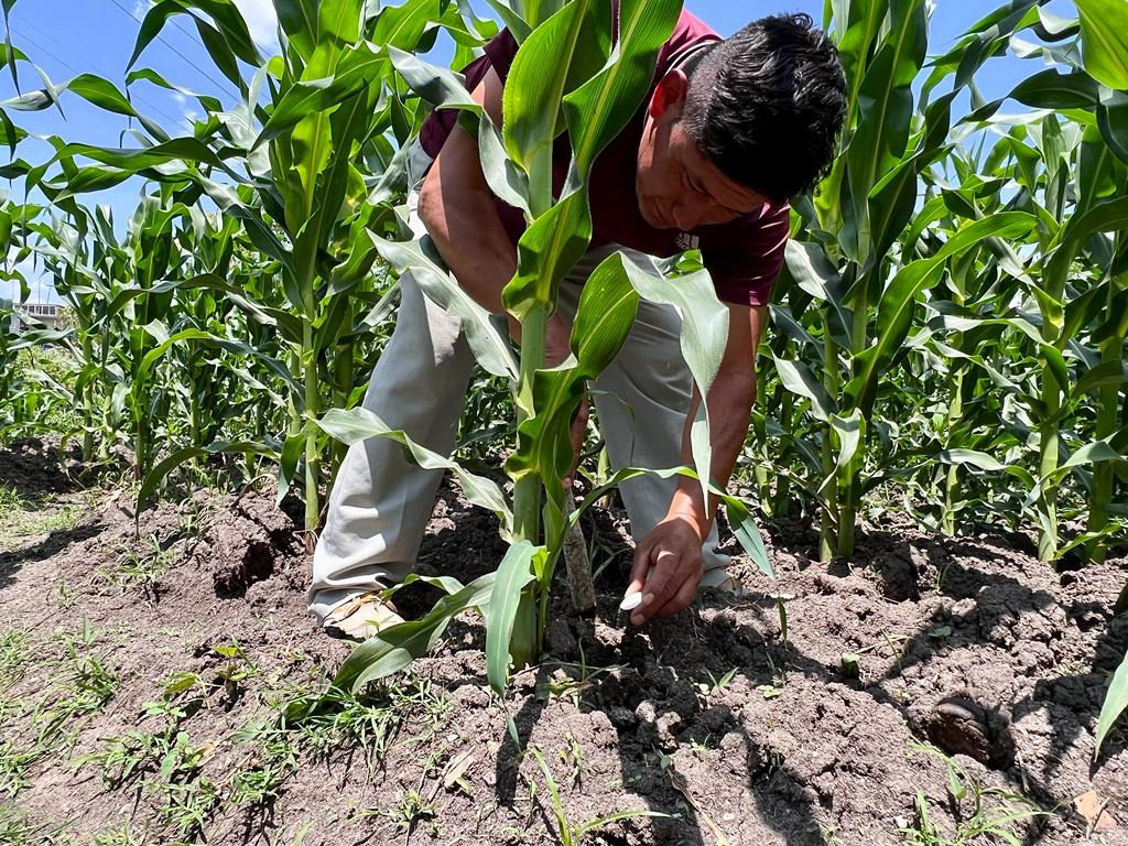 Llega a Zacatecas el programa Fertilizantes para el Bienestar: Agricultura. Noticias en tiempo real