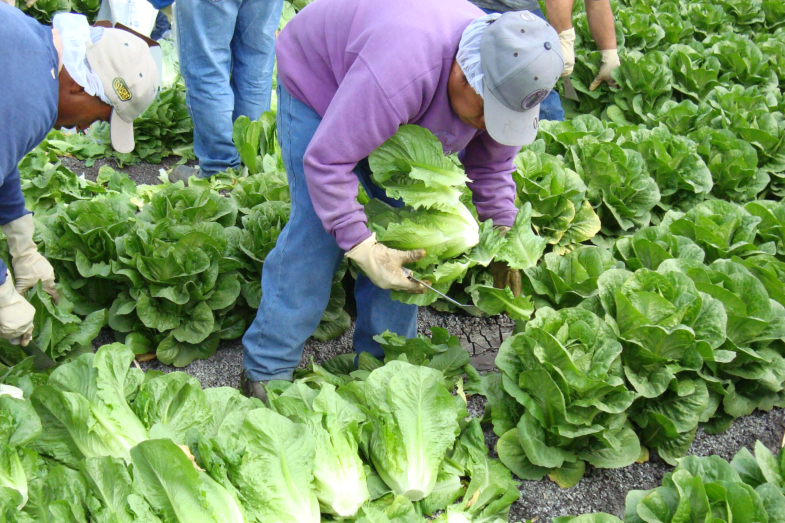 Avanzan México y Estados Unidos en fortalecimiento de la inocuidad  alimentaria | Acustik Noticias