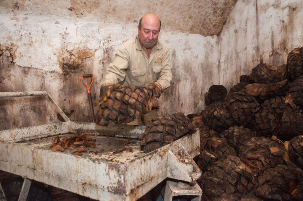 Ampliarán Agricultura y sector tequila colaboración científica-técnica para  reforzar manejo fitosanitario, mejoramiento genético y producción sostenible  | Acustik Noticias